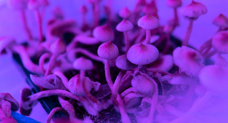 Cybin Develops Novel Psychedelic Treatments