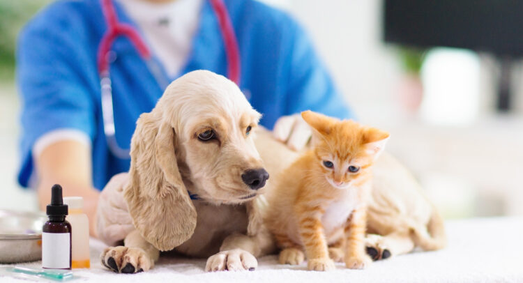 PETS против PETQ: какой товар для ухода за домашними животными лучше?