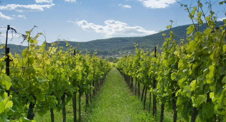 Vintage Wine Estates представляет предварительный прогноз и объявляет о новом генеральном директоре