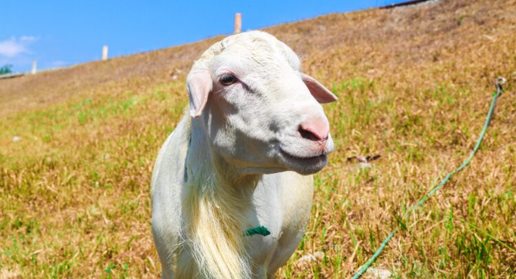 AI Bot Fuels GOAT Memecoin’s $800 Million Surge