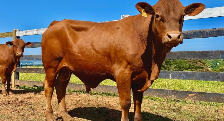 U.S. Cattle Farmers Criticize Trump Over Argentina Beef Imports