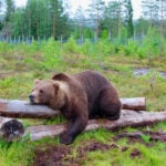 Bitcoin (BTC) Hovers Around $86,000 as Crypto Weakness Persists