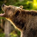 Bearish Bets: 3 Stocks You Should Consider Shorting This Week